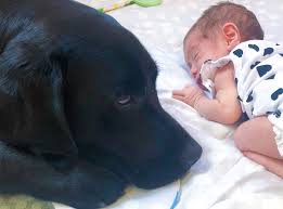 Check spelling or type a new query. How To Introduce Your Dog To Your New Baby The Everymom