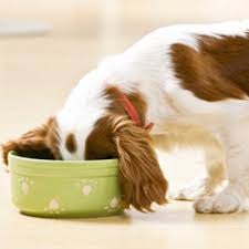 Jul 10, 2021 · dr. Freeze Drying Food And Snacks For Your Pets Harvest Right Home Freeze Dryers Freeze Dried Food Storage