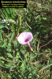 Image result for Ipomoea ephemera