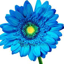 Gerber Dasies Gerbera Daisy Gerbera Dyed Flowers