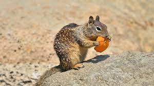 So, there's the first part of your answer. Can Squirrels Eat Oranges And Is It Good For Them Squirrel Enthusiast