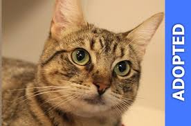 If you're interested in adopting a pet, please take a few moments to read our adoption procedures page. Miami Aspca