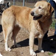 We did not find results for: Great Pyrenees Golden Lab Mix Online Shopping