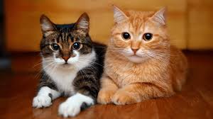 ‪A Guide to Introducing Two Cats | Animal Friends‬‏