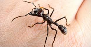 Pin On Ant Project