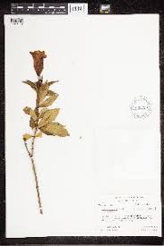 Image result for Alafia zambesiaca