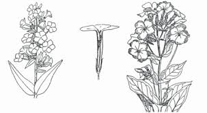 Image result for Polemoniaceae