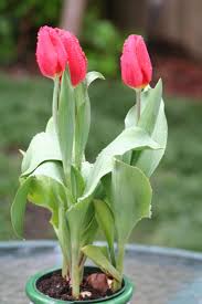 Erfahren sie vom pflanzenexperten, wann, wie und wo sie die tulpenzwiebeln pflanzen und worauf sie unbedingt achten sollten. Pflanzen Baume Straucher Tulpen Pflanzen Tulpe Weisse Pflanze Im Topf Aus Eigener Gartnerei Garten Terrasse