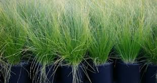 Seascape Lomadra For Walkway Or Front Driveway Lomandra Plant Life Native Garden