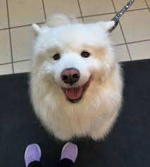 🚨Dog of the day! Mika came in for her annual with Dr. Kahn! Swipe right  for mid “woos” #samoyed #samoyedsofinstagram #love #fyp #like #viral #woo  #tongueouttuesday👅 #cute #funny #photo #photooftheday #photo #vet #