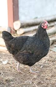 Black Australorp Chicken Egg Color 10 Reasons To Raise Black Australorp Chickens Australorp Chicken Black Australorp Cute Chickens