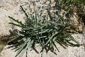 Image result for Adenia repanda