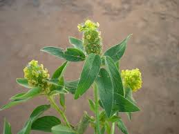 Image result for Crotalaria anthyllopsis