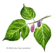 What Tree Is That Online Edition At Arborday Org Mulberry Leaf Mulberry Tree Mulberry