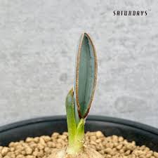 Image result for Albuca sp. no. 1