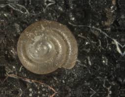 Predatory snails such as the rosy wolf snail, euglandina rosea (férussac, 1821), will attack slugs, and may account, in part, for the relatively low slug densities in florida. The Largest Snail I Have Ever Seen Carnegie Museum Of Natural History