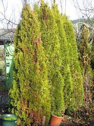 Image result for thuja drying out dead dried symptoms)