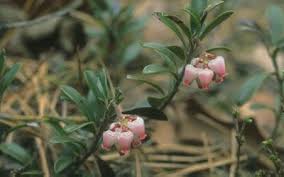 Image result for Ericaceae