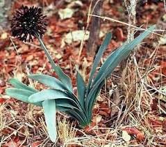 Image result for Cryptostephanus