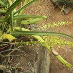Image result for Diaphananthe vesicata