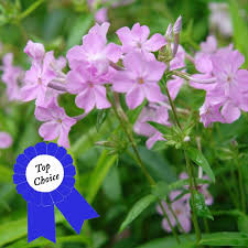 Image result for Chlorophytum perfoliatum