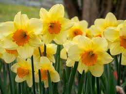 Narcissus Fortune Large Cupped Daffodil