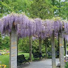 Blue rain, wisteria color of the blossoms: American Wisteria The Tree Center