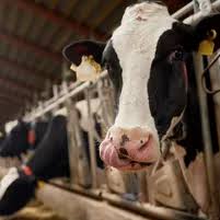 Image result for Q Fever