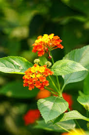 Image result for Lantana camara