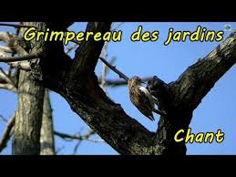 Se déplace en spirale de long des troncs et des branches avec des séries différent de celui des bois : Grimpereau Des Jardins Chant Chants D Oiseaux Youtube