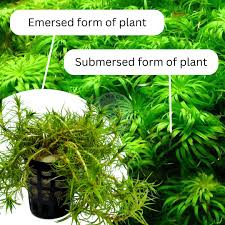 Image result for Syngonanthus angolensis