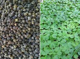 Harvest the pods when they are 3 to 4 inches long. Okra Seed Germination Time Temperature Light Gardening Tips