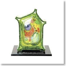 They contain chlorophyll, a green pigment that absorbs energy from sunlight. Plant Cell Anatomy Model Plastic Model Hobbysearch Military Model Store