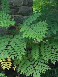 This species is sometimes called hercules' club, prickly ash, or prickly elder, common names it shares with. Devil S Walking Stick Aralia Spinosa From New England Wild Flower Society