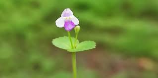 Image result for Craterostigma nummulariifolium