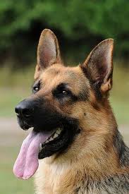 german shepherd alman coban kopegi alman coban kopekleri hayvan