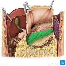 The pancreas is surrounded by other abdominal organs like the small intestine. Pancreas Anatomy Functions Blood Supply Innervation Kenhub