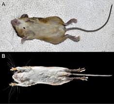 New species of the Spiny Mouse genus Neacomys (Cricetidae, Sigmodontinae)  from northwestern Ecuador