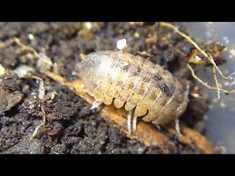 Image result for Disa brevicornis