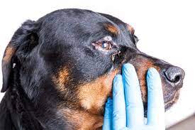 Ask a professional dog vet anytime. Canine Conjunctivitis Can My Dog Get Pink Eye