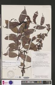 Image result for Pauridiantha dewevrei