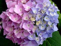 32 Utilisations Inattendues Du Marc De Cafe Qui Amelioreront Votre Quotidien Hydrangea Care Coffee Grounds Easter Flowers