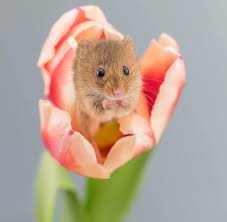 Check spelling or type a new query. Harvest Mouse Tulip Flower Mouse Nature Tulips Spring Animal Rodent Little Adorable Pikist