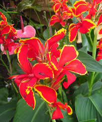 We did not find results for: Madeira Canna Lily Bower Branch