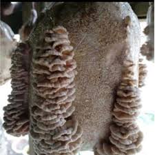 Katanya, siasatan mendapati kejadian berlaku ketika pemandu kereta itu dalam perjalanan dari taman lestari perdana menuju ke puncak jalil. Buy Ready Stok Bongkah Cendawan Sisir Kukur Bongkah Matang Kulat Sisir Kulat Kukur Cendawan Min Oder 2 Bongkah Seetracker Malaysia