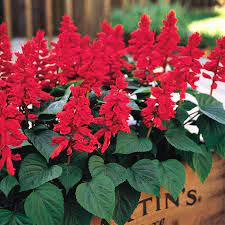 Vista Red Salvia Seeds Park Seed