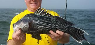 Sea Bass Black Regulations