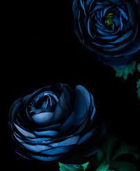 Free Image On Pixabay Dark Blue Flower Petal Green Blue Flower Wallpaper Dark Blue Flowers Flowers