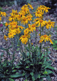 Image result for Gomphocarpus tenuifolius