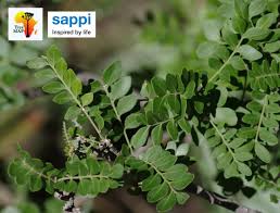 Image result for Ptaeroxylon